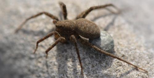 Pardosa sp.